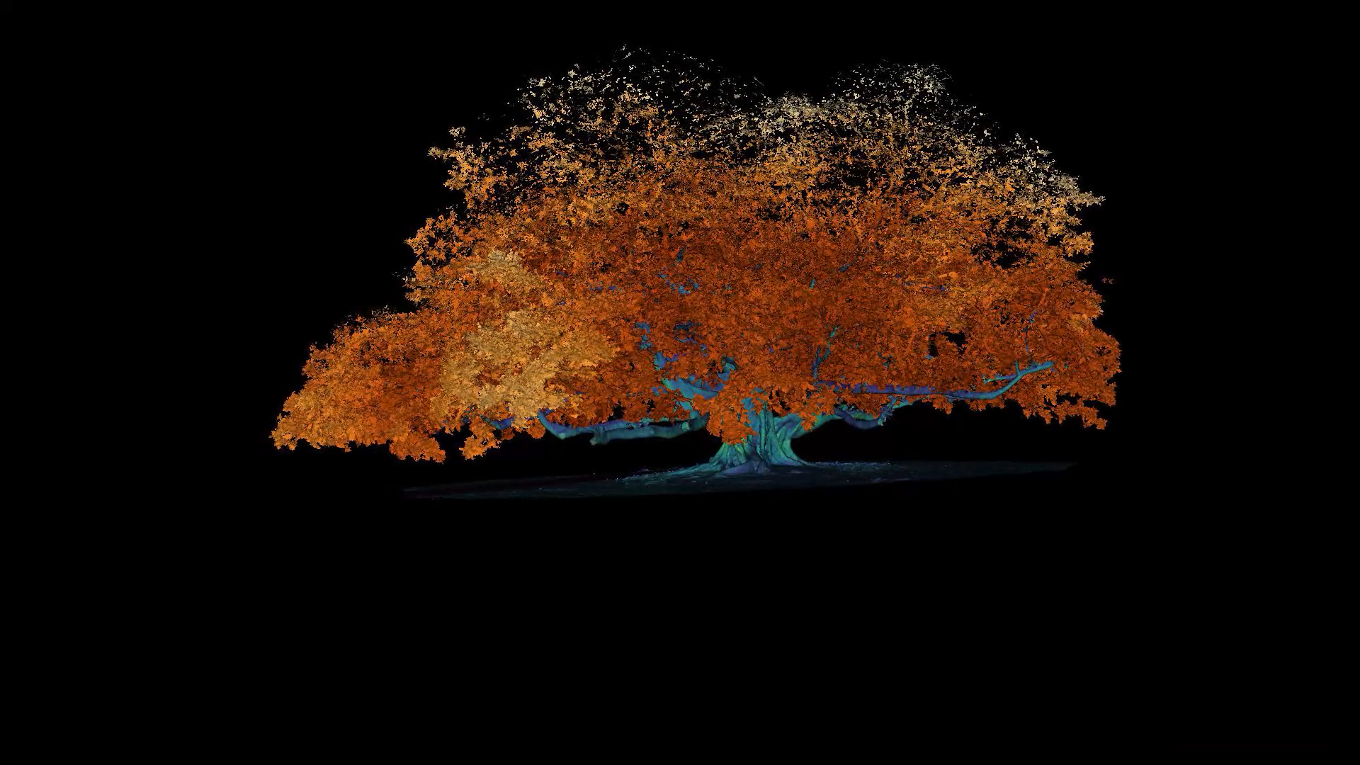  Point cloud data of a tree, separating the leaves from the trunk through point color changes